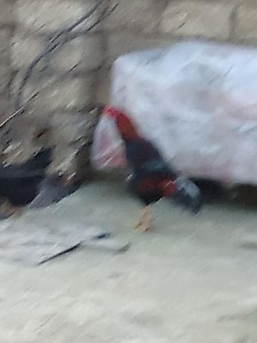 cuce yemleri: Məhsul: Xoruz Təsvir:ü - Rəngləri: qırmızı baş və boyun, qaraya çalan — 2