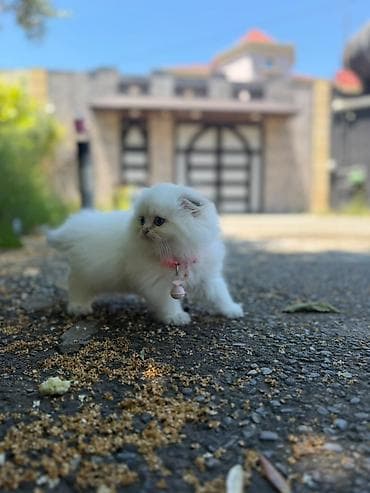 balaca quzu: Ağ tüklü balaca pişik balası - Cinsi: uzun tüklü ev pişiyi (fluffy) - — 10