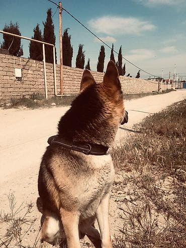 dogo argentina: Evropeyski afçarkadı, itə baxa bilmədiyim üçün verməy — 1