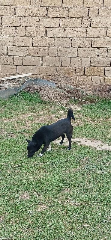 it dami satilir: 1 il, Dişi, Peyvəndli, Pulsuz çatdırılma — 3