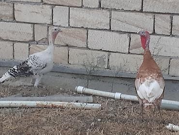 quslar satisi: Qırmızı 5 aylıq cins xoruz hinduşqadı çəkisi 5 kilodan ağırdı fərə — 4