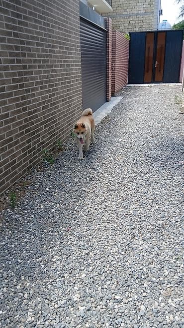 Akita-inu, 2 il, Dişi, Peyvəndli, Ünvandan götürmə