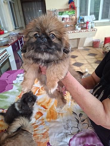kreditle heyvan satisi: Pekines — 4