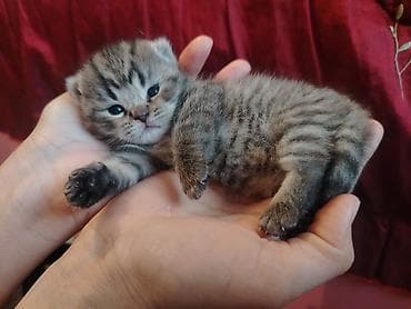 pişik elanları: Şotland yastı qulaq, Dişi — 2