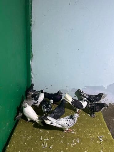 göyərçin yuvaları: 11 quwdu kom 70 — 2