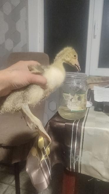 kənd colpası satışı: Gaz balaları 1 aylıq 12 manat 
ördək 1 aylıq 4 manat — 3