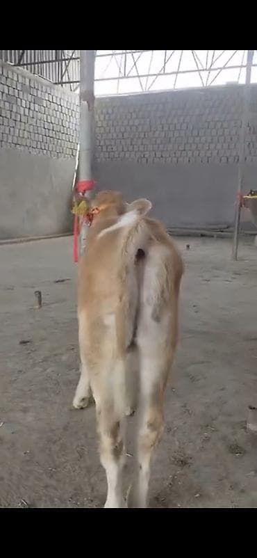 Digər heyvanlar: 2 ay yarimliq temiz saf qan simental dana erkək prablemi yoxdu yem ot — 9