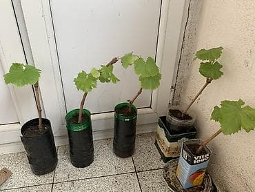 beryoza agaci azerice: Üzüm şitilləri – tinglər
Ağadayı sortu — 1