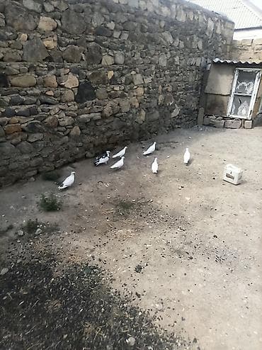 qızıl quş: 7qus 40bal gel apar tergipme — 3