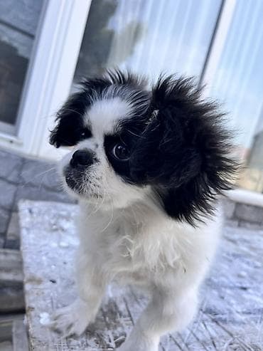 sabuncu heyvan bazari: Pekines, 4 ay, Erkek, Peyvəndli — 5
