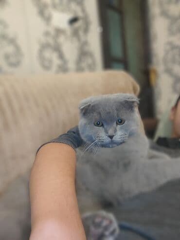 şotland pişiyi qiymeti: Şotland yastı qulaq, Erkək, Yaxşı əllərə, Ünvandan götürmə — 3