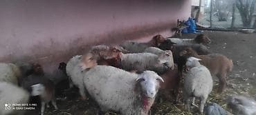 Qoyunlar və quzular satılır - Növ: müxtəlif yerli qoyunlar və quzular lalafo.az -da Qoyunlar və quzular satılır - Növ: müxtəlif yerli qoyunlar və quzular