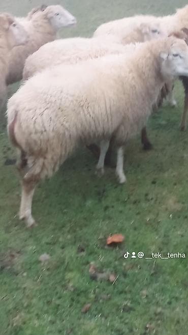 Зоотовары: Самец, лет: 2, 55 кг, Для разведения, Для мяса, Самовывоз — 6