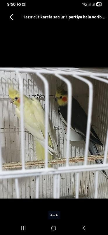 Digər heyvanlar: Karella sultan papuqayi satiram hazır cütdu. balaliyiblar, yenede — 3