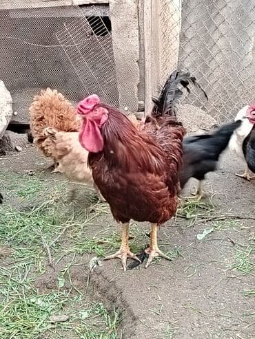 Inəklər, öküzlər: Salam xoruz barter edilir. Diger xoruzla damzdiqimdir deyismek — 1