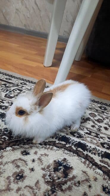 ВАЗ (ЛАДА): Ev dovşanı – dekorativ, uzun tüklü - Növ: dekorativ ev dovşanı — 2