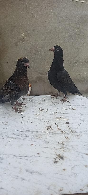 ucuz goyərcinlər: Qaralar satilir hamisi həyətdən çixma balalardi real aliciya endirim — 7