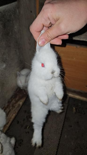 Atlar: Salam iki eded boyuklerdi boyukler satilmir kariforniya cinsidir — 2