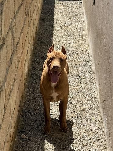 saf qan haski: Pitbul, 6 ay, Erkek, Sənədli — 2