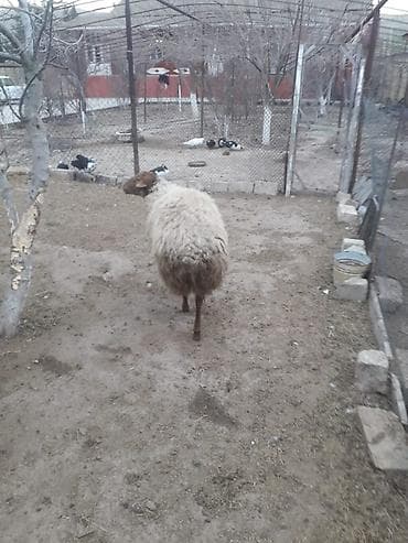 etlik: Qoyun – yerli cins - Qalın yunlu, dolğun bədənli qoç - Rəngi: açıq — 4