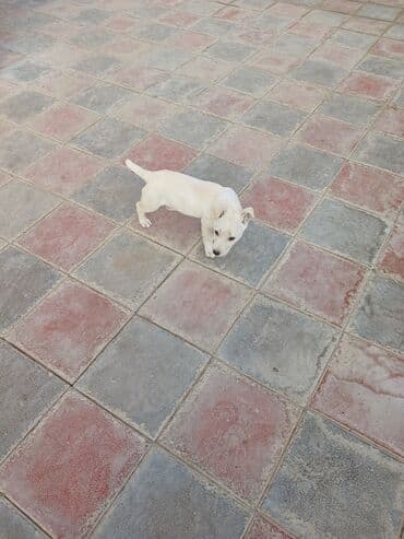 Heyvanlar üçün mallar: Balaca, krem rəngli it balası Xüsusiyyətlər: - Ağımtıl/krem rəngli — 7