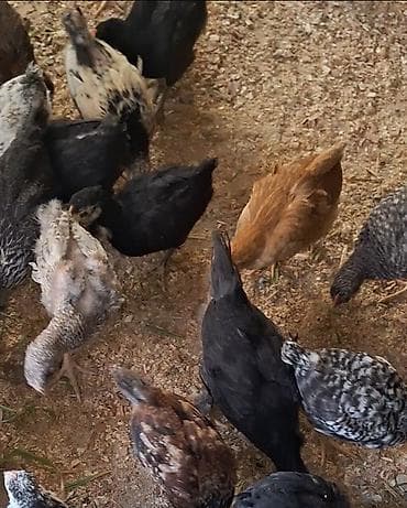 quşlar: Toyuq cücələri, Damazlıq, Ödənişli çatdırılma — 2