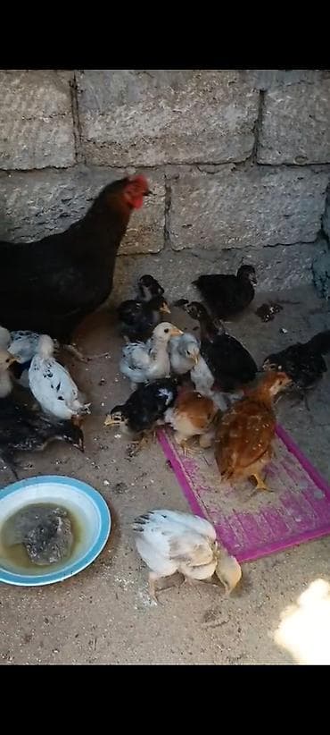 mal qara qusar: Satılır ev quşları – toyuq və cücələr. Şəkildə müxtəlif rəng — 1