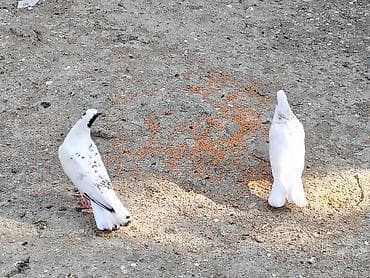 pitbull bala: Salam tay balalar cutu 15manat unvan maşdaga 0516831165 vatsapda — 6