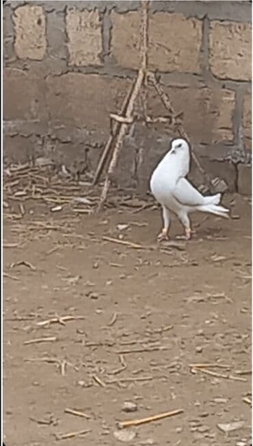 попугай ара цена: Salam Alokum 20 eded goyercindi kohne cinsderdi 11.12.13 tuklerdi — 4