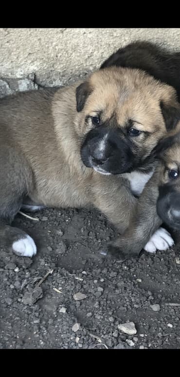 Qurdbasar, 1 ay, Dişi — 3