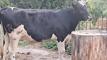 ətlik ineyler: Dişi, Simental, il: 3, 500 kq — 9