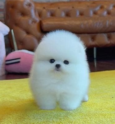 Pudel, 1 ay, Sənədli