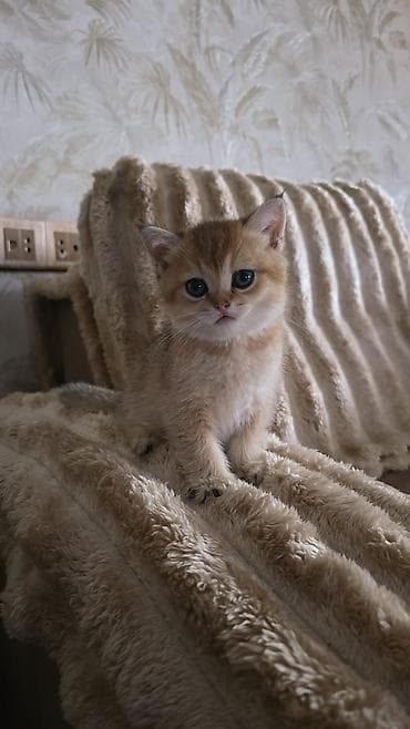 pisik cutlesdirme: Şotland yastı qulaq — 3