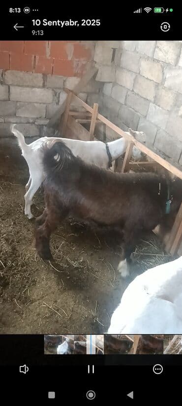 Ягнята: Məhsul: Südlük keçilər Təsvir: - Şəkillərdə bir neçə baş keçi — 4