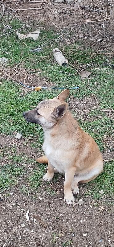 heyvan meymun: Çixuahua, 10 ay, Erkek — 8