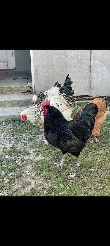 Зоотовары: Australop xoruz 2 yaşn icindedi sağlam heyvandır — 4