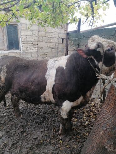 Super kökdü başqa danalarda varımdı cəkisi 550 560 kilo olar