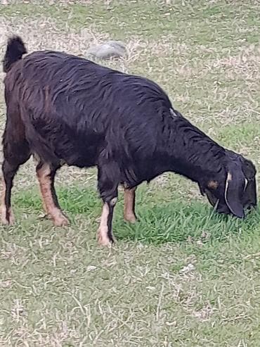 ev iti pudel: Qoyun-keçi təsərrüfatı üçün 2 baş yerli keçi - Növ: yerli (et və süd — 4