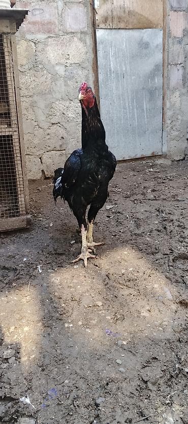 inək satılır binə: Xoruz, Brazil, il: 3, Ödənişli çatdırılma — 2