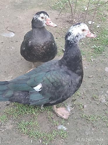 ördək qiyməti: Zümrüdü lal ördək,biri ərkey biri dişidi.7 ayliqdi.Ev heyvaniditam — 8