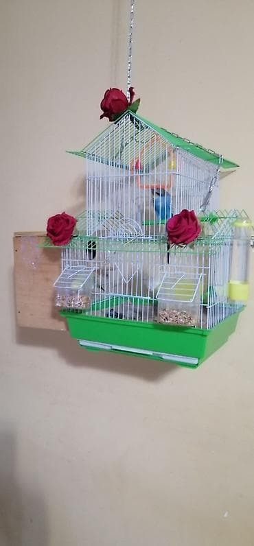 Pişiklər: Bir cüt quş və 4 balası . balalar 3 həftəlik quşlardı. saglamlamdılar — 1