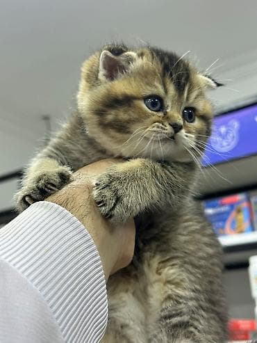 Собаки: Шотландская, Самец, Самка, В добрые руки, Самовывоз, Бесплатная доставка, Платная доставка — 2