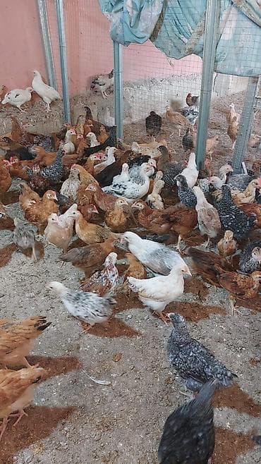 ev heyvanları satışı: 2 aylıq superaktiv kənd cücələri satılır, sağlam və aktiv cücələrdi — 3