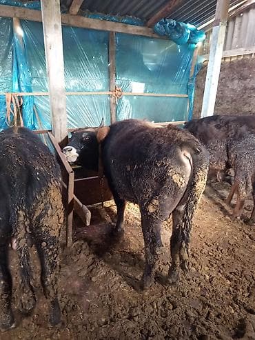 Бараны, овцы: (Neftçala)7 ədəd ətlik dana var, çəkiləri 130-180 arasında diri çəki — 1