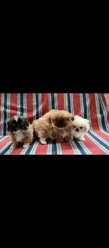 balaca it ucuz: Pekines, 3 ay, Erkek — 4