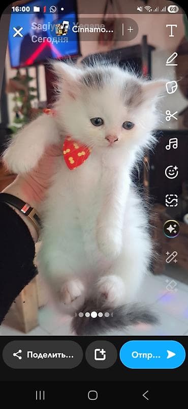 Şinşilla, Erkək, Dişi