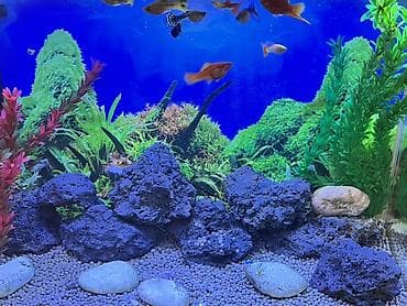 pisik aksesuar: Akvaryum üçün təbii lava daşları dəsti — 1