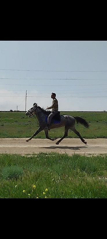 Satılır: Boz rəngli minik/qaçış atı - Rəng: boz (xallı-boz tonlar) -