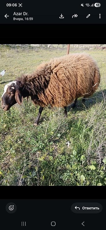 qoyunlar satilir: Erkək, il: 2, Ətlik — 3