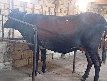Ətlik Maldı Bakı Malıdı lalafo.az -da Ətlik Maldı Bakı Malıdı